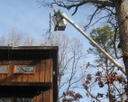 tree-trimming-and-pruning