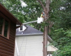Tree Removal Services