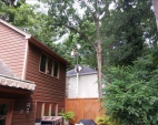Tree Removal Services