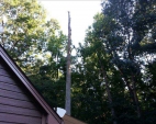 Tree Removal Services