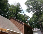 Tree Removal Services