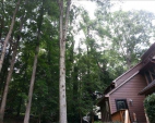 Tree Removal Services