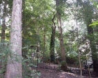 Tree Removal Services