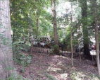 Tree Removal Services