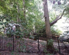 Tree Removal Services