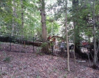 Tree Removal Services