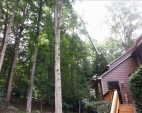 Tree Removal Services