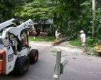 Tree Removal Services