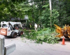 Tree Removal Services