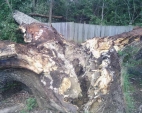 spli-tree-2