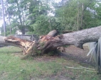 split-tree-1