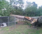 split-tree-5