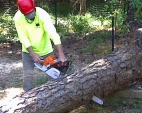 tree-removal-services