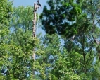 tree-work6