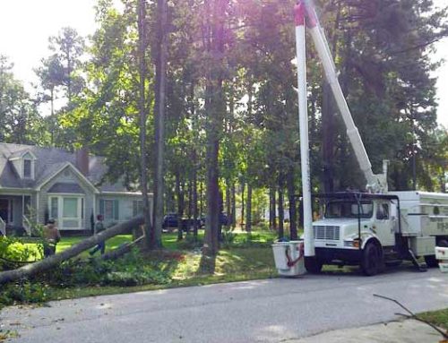 Emergency Tree Damage Services