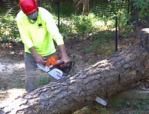 Tree Cutting and Removal Services
