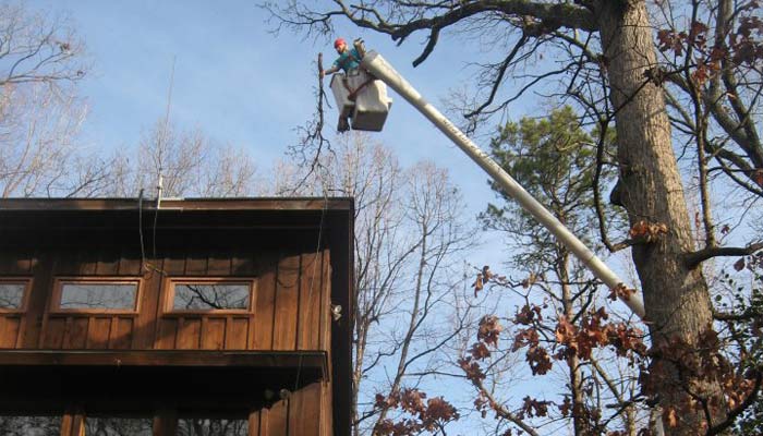 Andrew's Tree Pros provides professional tree trimming, thinning, pruning and removal services.