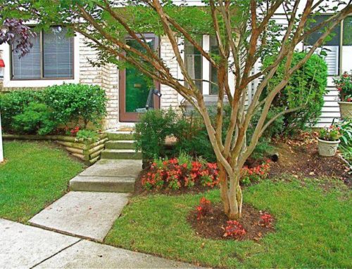 Caring for Crepe Myrtle Trees…