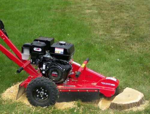 Why not to rent a stump grinder…