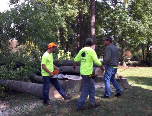 Tree felling, topping, and rigging…