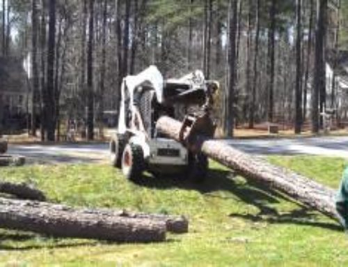 Loading 16′ logs with a Bobcat S300 Turbo…